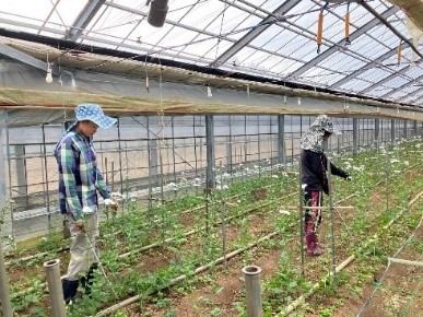 CTY TNHH TƯ VẤN DU HỌC NHẬT BẢN VẦNG SÁNG